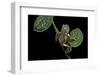 Pachymedusa Dacnicolor (Mexican Leaf Frog)-Paul Starosta-Framed Photographic Print