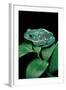 Pachymedusa Dacnicolor (Mexican Leaf Frog)-Paul Starosta-Framed Photographic Print