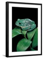 Pachymedusa Dacnicolor (Mexican Leaf Frog)-Paul Starosta-Framed Photographic Print