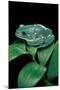 Pachymedusa Dacnicolor (Mexican Leaf Frog)-Paul Starosta-Mounted Photographic Print