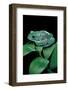 Pachymedusa Dacnicolor (Mexican Leaf Frog)-Paul Starosta-Framed Photographic Print