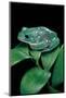 Pachymedusa Dacnicolor (Mexican Leaf Frog)-Paul Starosta-Mounted Photographic Print