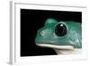 Pachymedusa Dacnicolor (Mexican Leaf Frog)-Paul Starosta-Framed Photographic Print