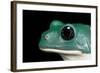 Pachymedusa Dacnicolor (Mexican Leaf Frog)-Paul Starosta-Framed Photographic Print