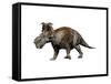Pachyrhinosaurus Dinosaur-null-Framed Stretched Canvas