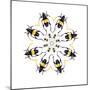 Pachyteria Sumatrana Long Horn Beetle Circular Design-Darrell Gulin-Mounted Photographic Print