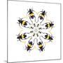 Pachyteria Sumatrana Long Horn Beetle Circular Design-Darrell Gulin-Mounted Photographic Print