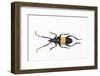 Pachyteria Sumatrana Long Horn Beetle-Darrell Gulin-Framed Photographic Print