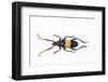 Pachyteria Sumatrana Long Horn Beetle-Darrell Gulin-Framed Photographic Print