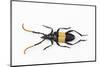 Pachyteria Sumatrana Long Horn Beetle-Darrell Gulin-Mounted Photographic Print