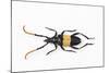 Pachyteria Sumatrana Long Horn Beetle-Darrell Gulin-Mounted Photographic Print
