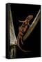 Pachytriton Breviceps-Paul Starosta-Framed Stretched Canvas