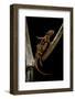 Pachytriton Breviceps-Paul Starosta-Framed Photographic Print