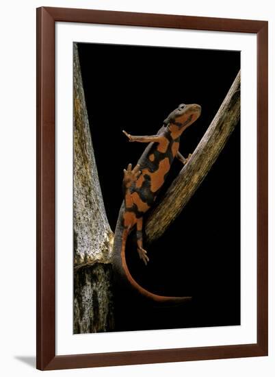 Pachytriton Breviceps-Paul Starosta-Framed Photographic Print