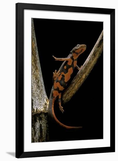 Pachytriton Breviceps-Paul Starosta-Framed Photographic Print