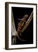 Pachytriton Breviceps-Paul Starosta-Framed Photographic Print