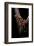 Pachytriton Breviceps-Paul Starosta-Framed Photographic Print