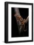 Pachytriton Breviceps-Paul Starosta-Framed Photographic Print