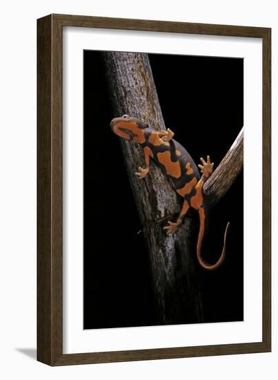 Pachytriton Breviceps-Paul Starosta-Framed Photographic Print