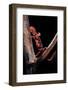 Pachytriton Breviceps-Paul Starosta-Framed Photographic Print