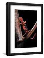 Pachytriton Breviceps-Paul Starosta-Framed Photographic Print