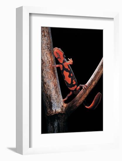 Pachytriton Breviceps-Paul Starosta-Framed Photographic Print