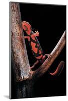 Pachytriton Breviceps-Paul Starosta-Mounted Photographic Print