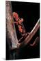 Pachytriton Breviceps-Paul Starosta-Mounted Photographic Print