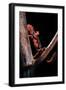 Pachytriton Breviceps-Paul Starosta-Framed Photographic Print