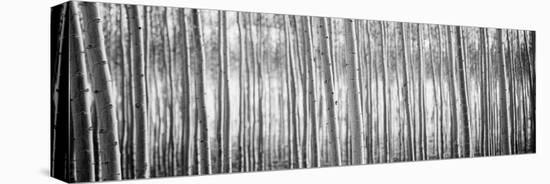 Pacific Albus BW I-Erin Berzel-Stretched Canvas