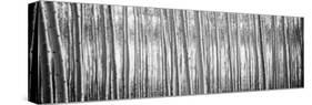 Pacific Albus BW I-Erin Berzel-Stretched Canvas