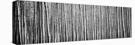 Pacific Albus BW II-Erin Berzel-Stretched Canvas