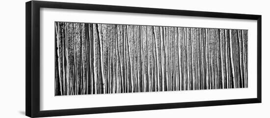 Pacific Albus BW II-Erin Berzel-Framed Photographic Print