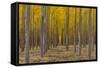 Pacific Albus Trees in Orderly Fashion, Hermiston, Oregon-Chuck Haney-Framed Stretched Canvas