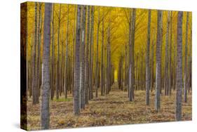 Pacific Albus Trees in Orderly Fashion, Hermiston, Oregon-Chuck Haney-Stretched Canvas