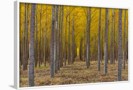 Pacific Albus Trees in Orderly Fashion, Hermiston, Oregon-Chuck Haney-Framed Photographic Print