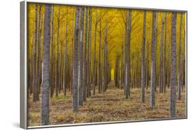 Pacific Albus Trees in Orderly Fashion, Hermiston, Oregon-Chuck Haney-Framed Photographic Print