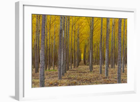 Pacific Albus Trees in Orderly Fashion, Hermiston, Oregon-Chuck Haney-Framed Photographic Print