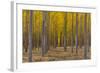 Pacific Albus Trees in Orderly Fashion, Hermiston, Oregon-Chuck Haney-Framed Photographic Print