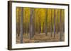 Pacific Albus Trees in Orderly Fashion, Hermiston, Oregon-Chuck Haney-Framed Photographic Print