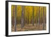 Pacific Albus Trees in Orderly Fashion, Hermiston, Oregon-Chuck Haney-Framed Photographic Print