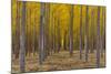 Pacific Albus Trees in Orderly Fashion, Hermiston, Oregon-Chuck Haney-Mounted Photographic Print