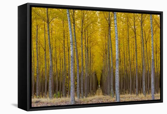 Pacific Albus Trees in Orderly Fashion, Hermiston, Oregon-Chuck Haney-Framed Stretched Canvas