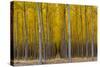Pacific Albus Trees in Orderly Fashion, Hermiston, Oregon-Chuck Haney-Stretched Canvas
