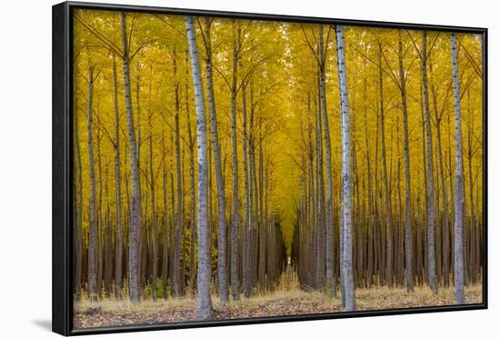 Pacific Albus Trees in Orderly Fashion, Hermiston, Oregon-Chuck Haney-Framed Photographic Print