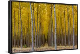 Pacific Albus Trees in Orderly Fashion, Hermiston, Oregon-Chuck Haney-Framed Photographic Print