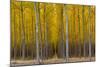 Pacific Albus Trees in Orderly Fashion, Hermiston, Oregon-Chuck Haney-Mounted Photographic Print