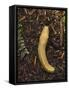 Pacific Banana Slug-Bob Gibbons-Framed Stretched Canvas