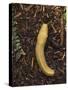 Pacific Banana Slug-Bob Gibbons-Stretched Canvas