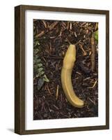 Pacific Banana Slug-Bob Gibbons-Framed Photographic Print